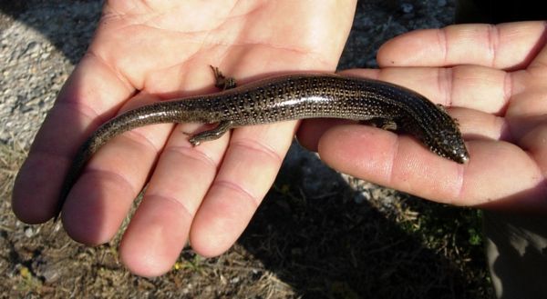 Gongilo siculo Chalcides ocellatus tiligugu in bella posa